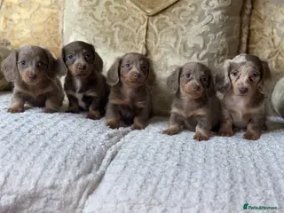 Miniature Dachshund dogs KC REGISTERED HEALTH CHECKED LAST 3 😘 - Advert 1