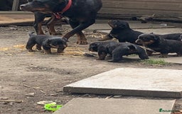 Rottweiler dogs for sale: 5 chunky pure pedigree Rottweiler pups - Image 31