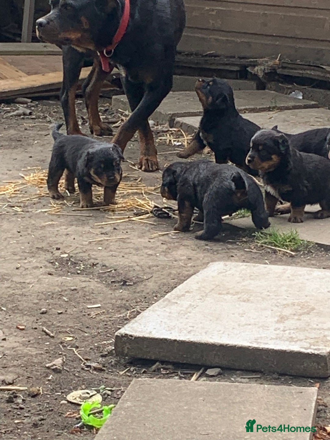 Rottweiler dogs for sale: 5 chunky pure pedigree Rottweiler pups - Image 31