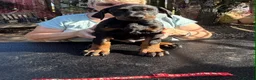 Dobermann dogs for sale: Stunning KC reg Doberman puppies  - Advert 18