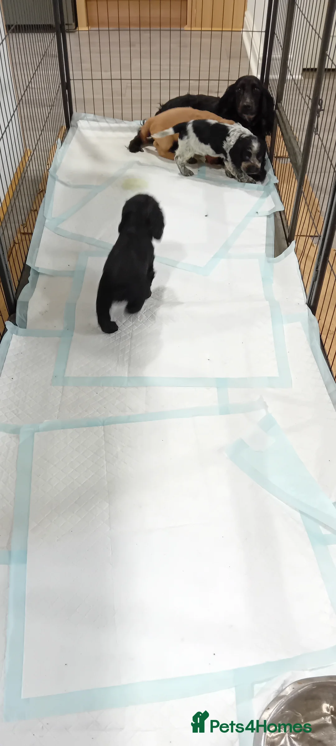 Cocker Spaniel dogs for sale: QUALITY COCKER SPANIAL PUPPIES - VARIOUS COLOURS - Advert 17