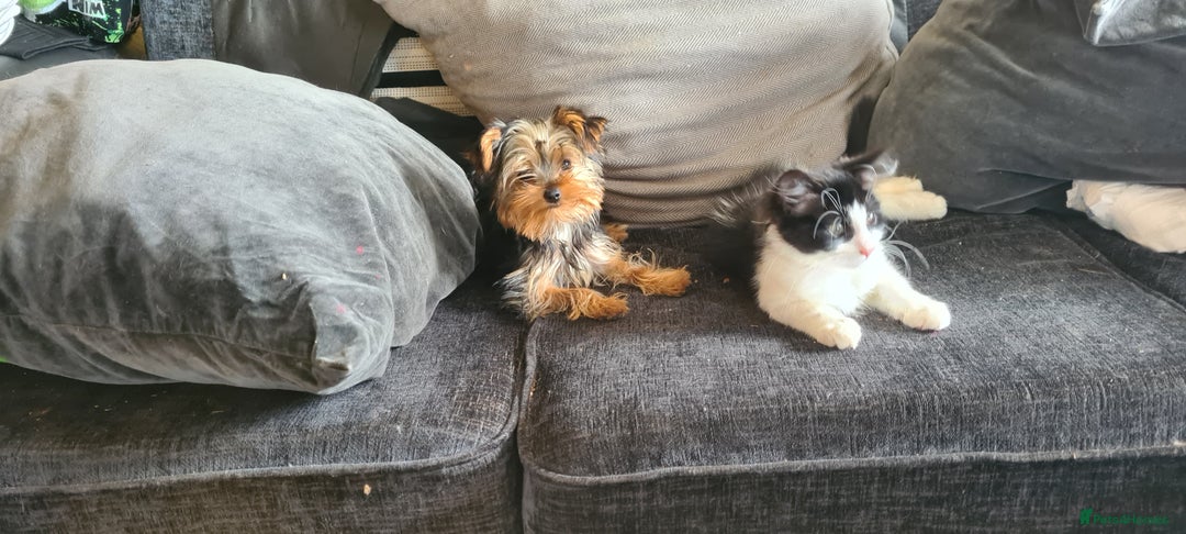 Yorkshire Terrier dogs for sale: Tiny beautiful Yorkshire Terrier - Image 18