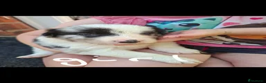 Border Collie 5