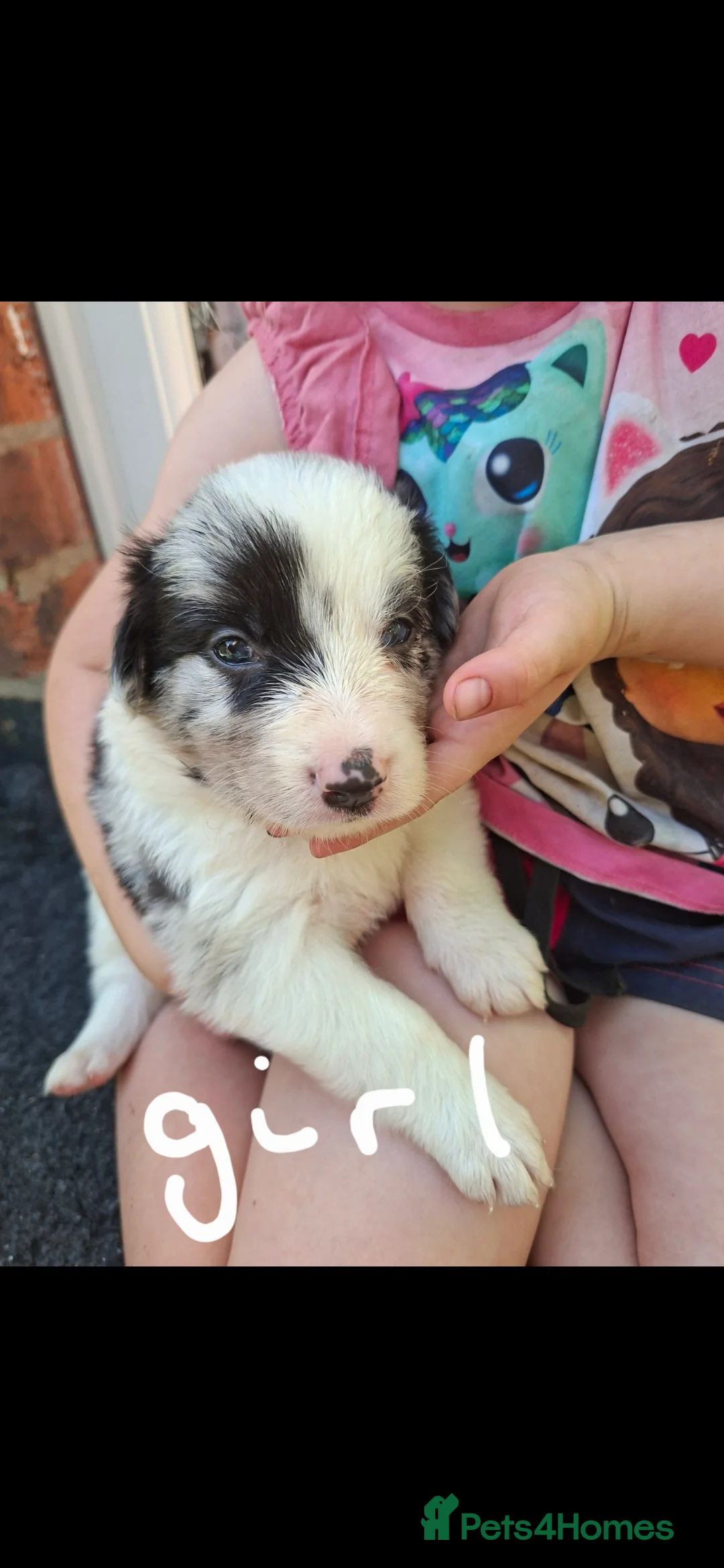 Border Collie dogs for sale: Gorgeous Border Collie Puppies - Advert 2