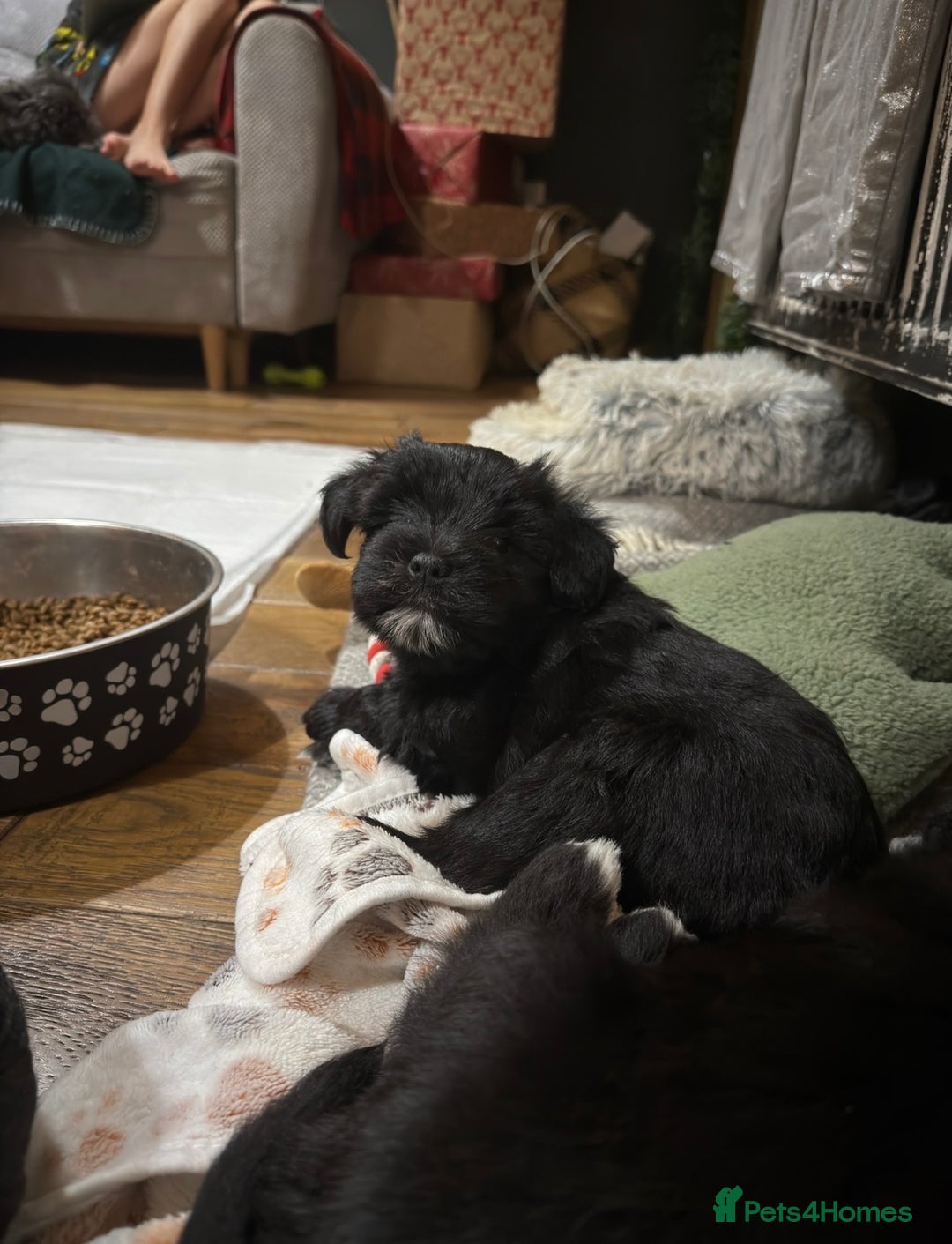Miniature Schnauzer dogs for sale: Miniature Schnauzer Liver gene litter - Advert 8