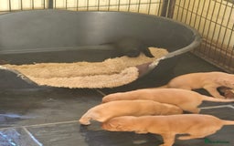 Labrador Retriever dogs for sale: Stunning litter of Fox Red and Black Labradors - Image 22