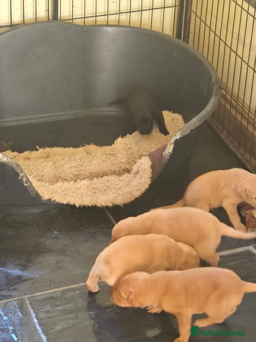 Labrador Retriever dogs for sale: Stunning litter of Fox Red and Black Labradors - Image 22