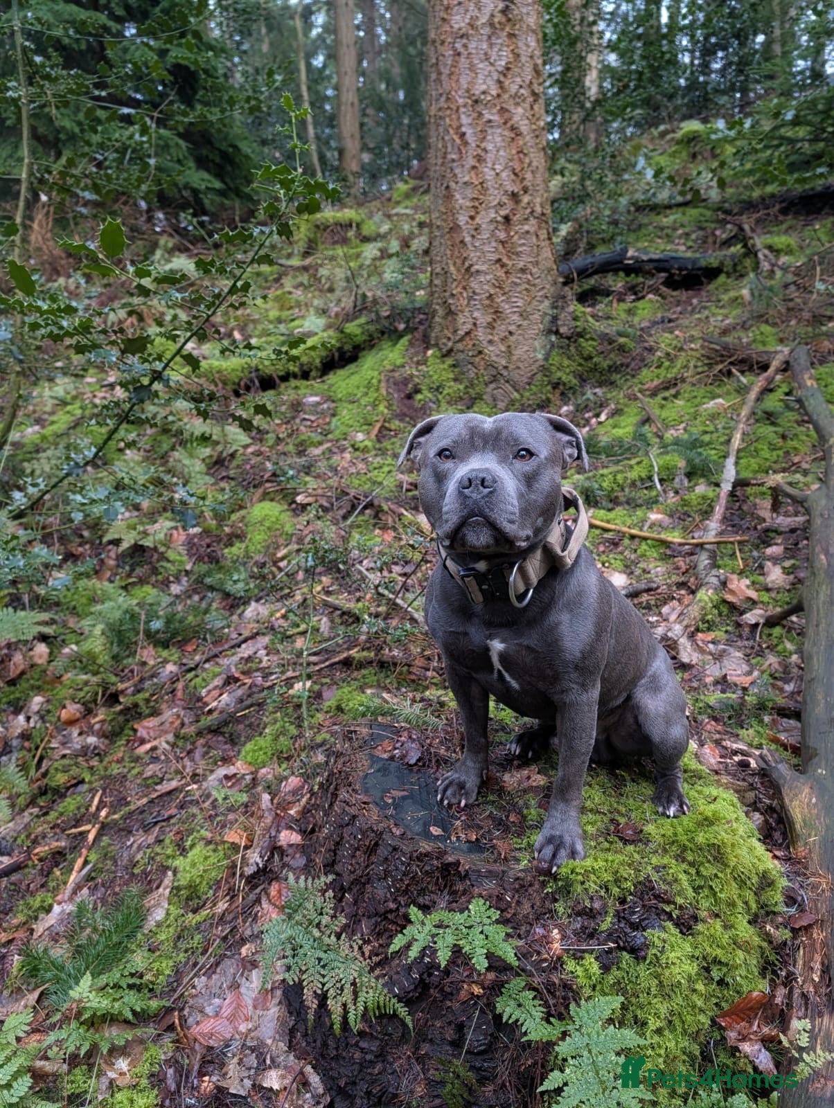 Staffordshire Bull Terrier dogs Four stunning blue Staffordshire bull terriers - Advert 2