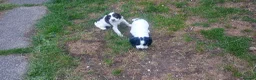 English Springer Spaniel dogs for sale: English springer spaniel pups  - Advert 19