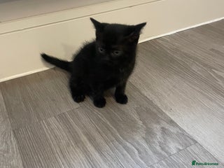 Mixed Breed cats for sale: Kittens For Sale - Advert 1