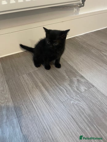 Mixed Breed cats - Advert 6