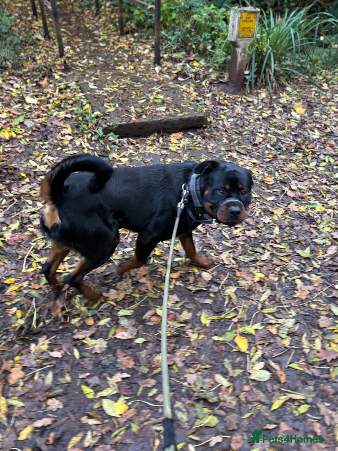Rottweiler dogs for sale: Male Rottweiler needing new home  - Advert 3