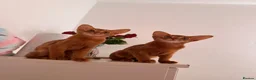 Abyssinian cats for sale: 2 Beautiful Abyssinian girls 😍 - Advert 7