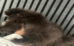 Pomeranian dogs for sale: Adorable bear faced fluffy merle Pomeranians - Image 7