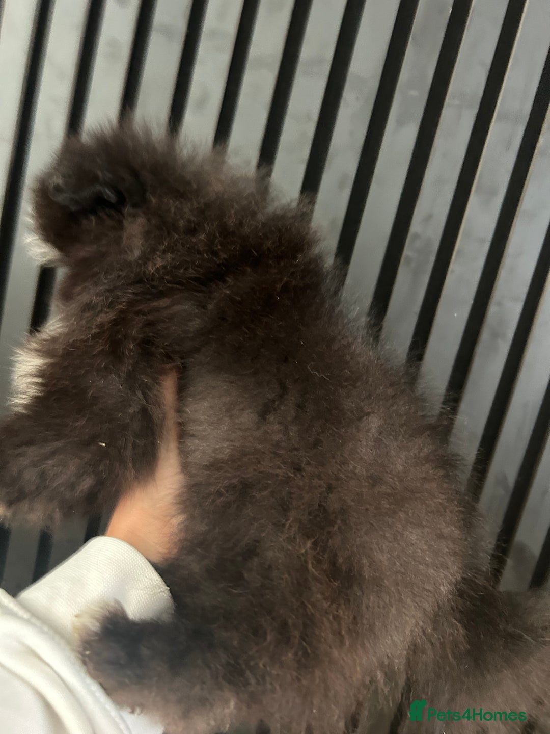 Pomeranian dogs for sale: Adorable bear faced fluffy merle Pomeranians - Image 7