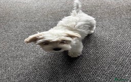 Bichon Frise dogs for sale: Bichon maltese - Image 3