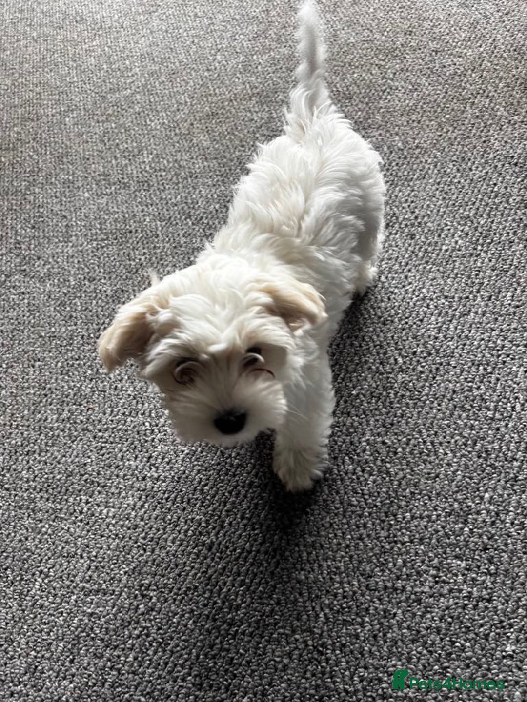 Bichon Frise dogs for sale: Bichon maltese - Image 3