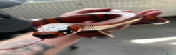 Milk Snake reptiles for sale: Tangerine Honduran Milk Snake - Advert 7