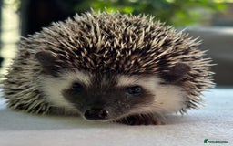 Pygmy Hedgehog rodents for sale: Pedigree African Pygmy Hedgehog 04.05.25 in Eastleigh - Image 6