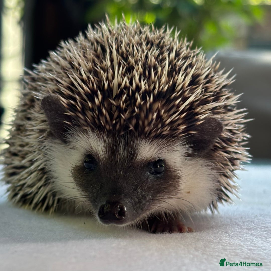 Pygmy Hedgehog rodents for sale: Pedigree African Pygmy Hedgehog 04.05.25 in Eastleigh - Image 6