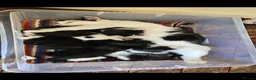 Domestic Shorthair cats for sale: Kittens  - Advert 19