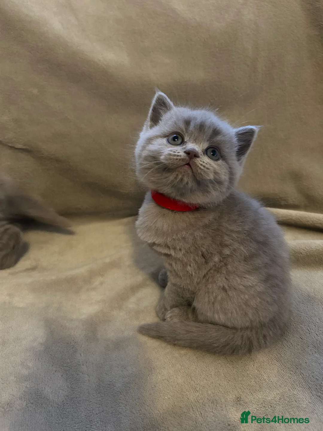 British Shorthair cats for sale: Beautiful British shorthair kittens - Advert 13