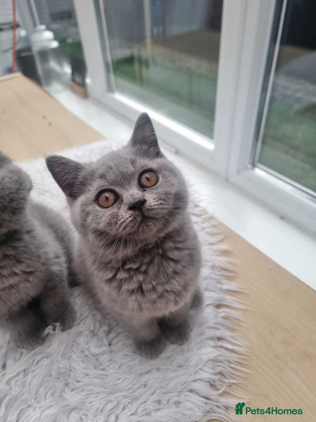 British Shorthair cats for sale: TOP💗 Quality British Shorthair 😻Kittens💋 - Image 12