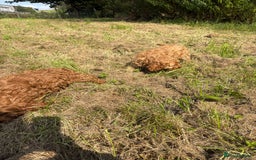 Cockapoo dogs for sale: Red Cockapoos for sale - Image 6