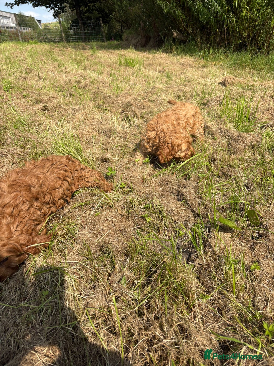 Cockapoo dogs for sale: Red Cockapoos for sale - Image 6