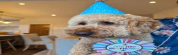 Labradoodle dogs for sale: Absolutely beautiful, F1bb Miniature Labradoodles  - Advert 34