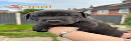 Mixed Breed dogs for sale: Stafford bull terrier cross lurcher in Chesterfield - Advert 8