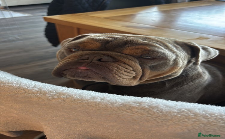 English Bulldog dogs - Advert 14