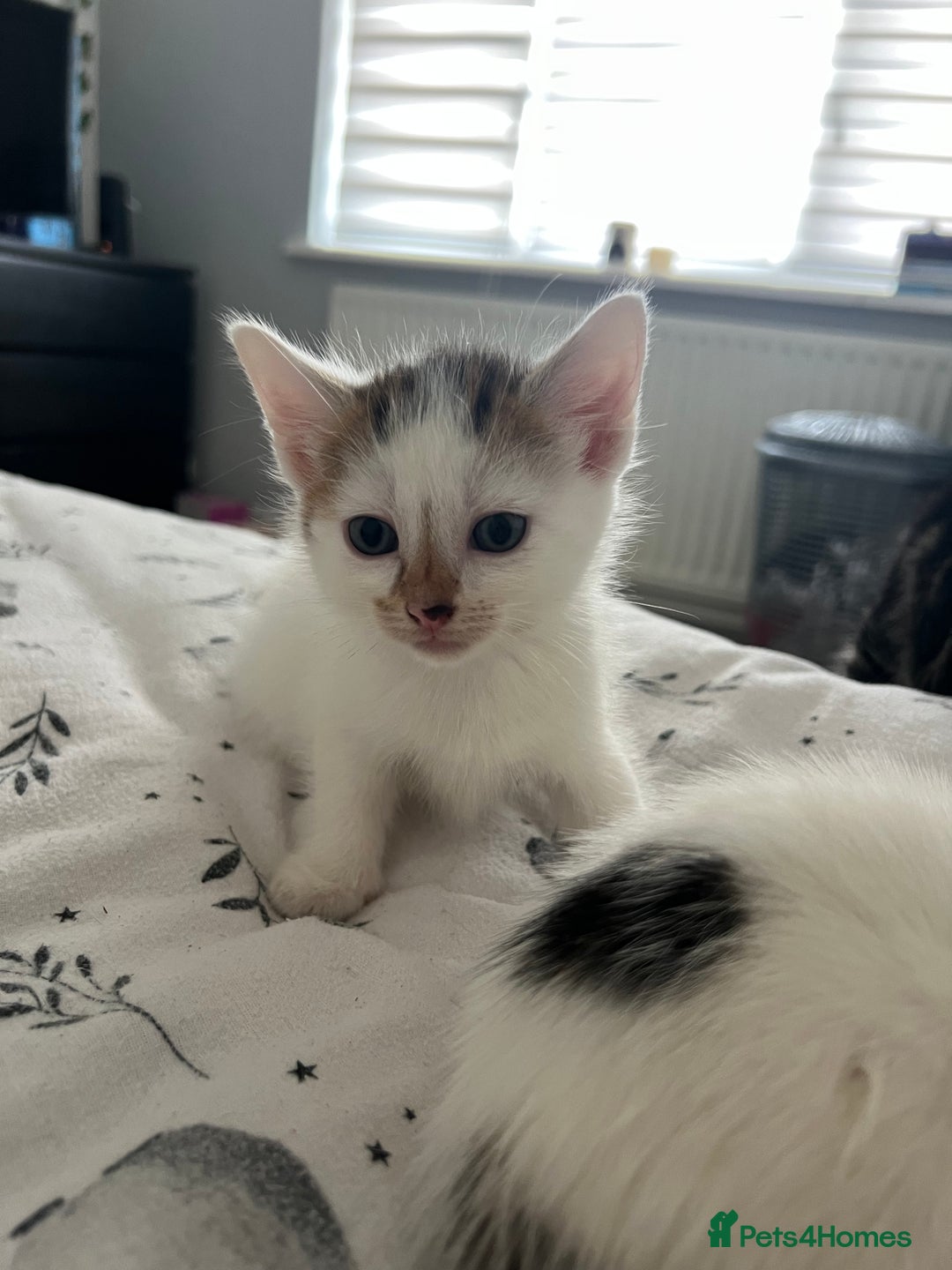 Domestic Shorthair cats for sale: 6 beautiful kittens for sale  - Image 3