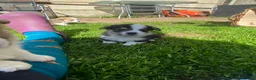 Welsh Corgi Pembroke dogs for sale: Badger needs a home! KC Corgi ready now  - Advert 13