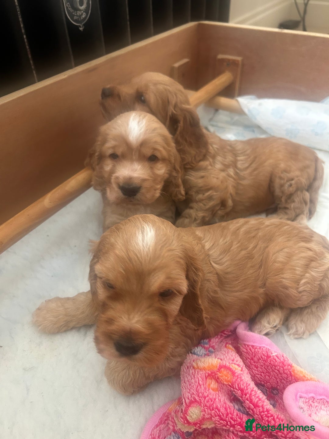 Cockapoo dogs for sale: Cockapoo Pups - Image 14