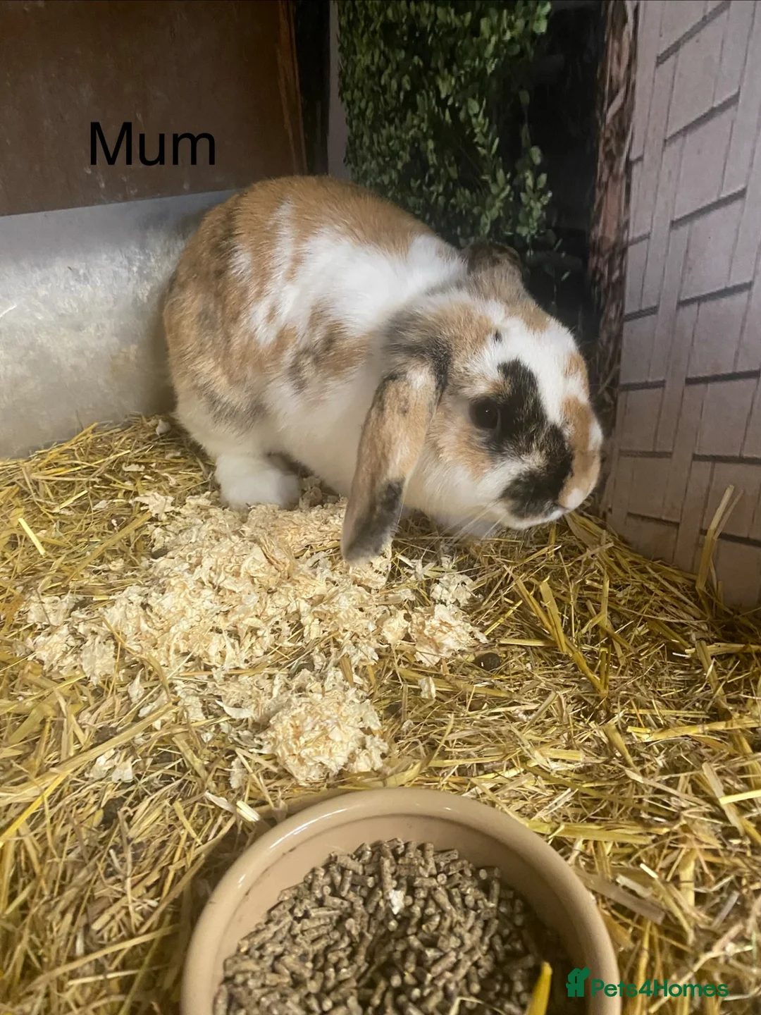 Mini Lop rabbits for sale: Beautiful litter of mini lop bunnies - Advert 8