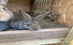 Continental Giant rabbits for sale: Rabbits for sale very nice  - Image 6