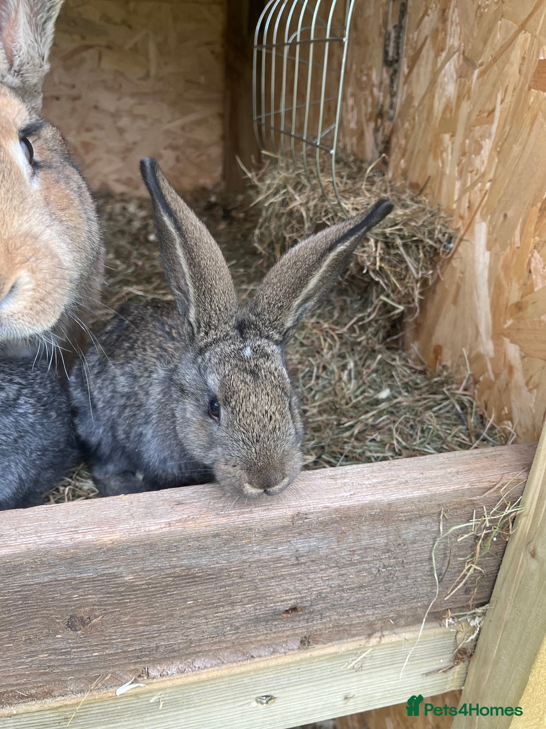Continental Giant rabbits for sale: Rabbits for sale very nice  - Image 6
