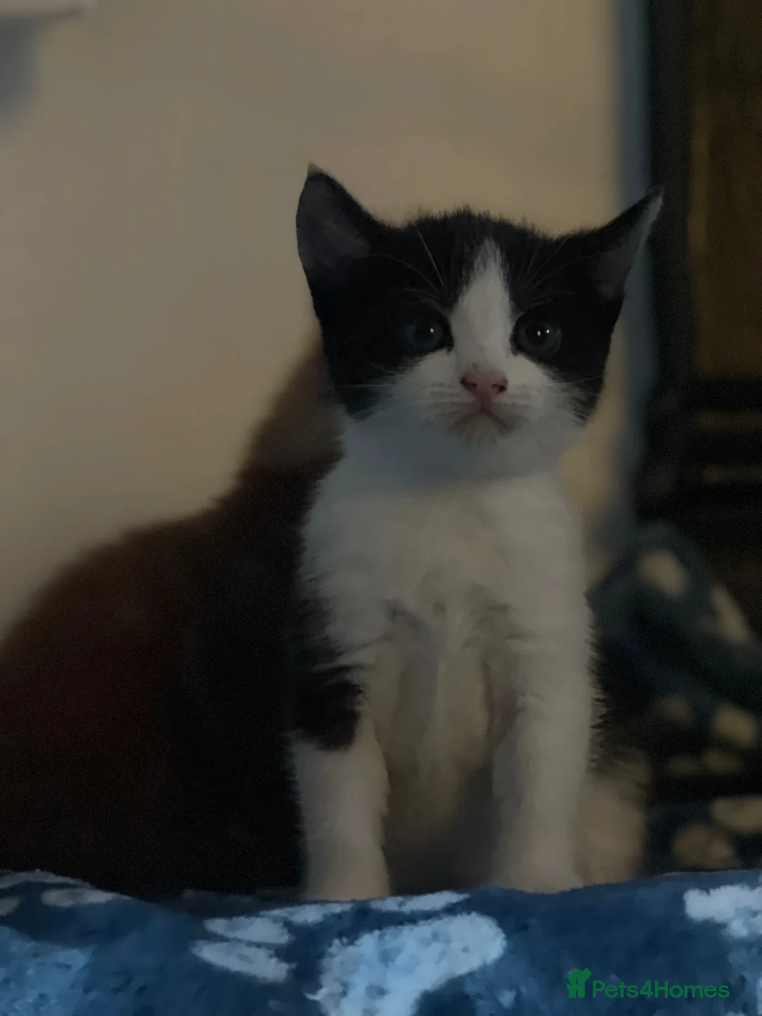 Domestic Shorthair cats for sale: Farm raised DSH kittens  - Advert 2