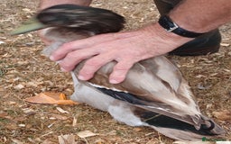 Ducks poultry for sale: Khaki Campbell 2025 drakes, offers considered in Tiverton - Image 7
