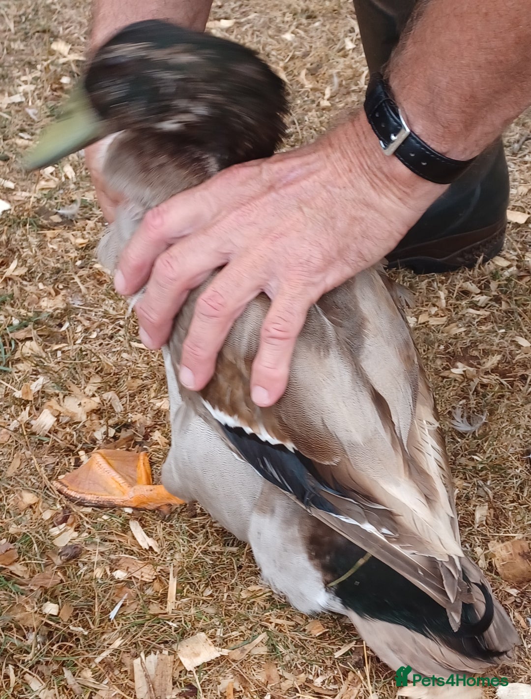 Ducks poultry for sale: Khaki Campbell 2025 drakes, offers considered in Tiverton - Image 7