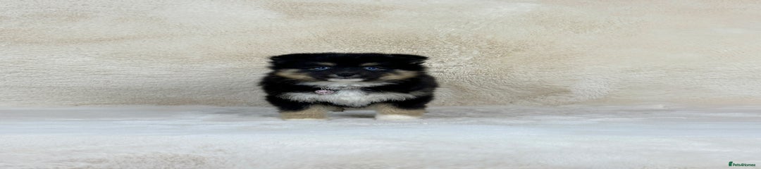 Pomsky Puppy 6