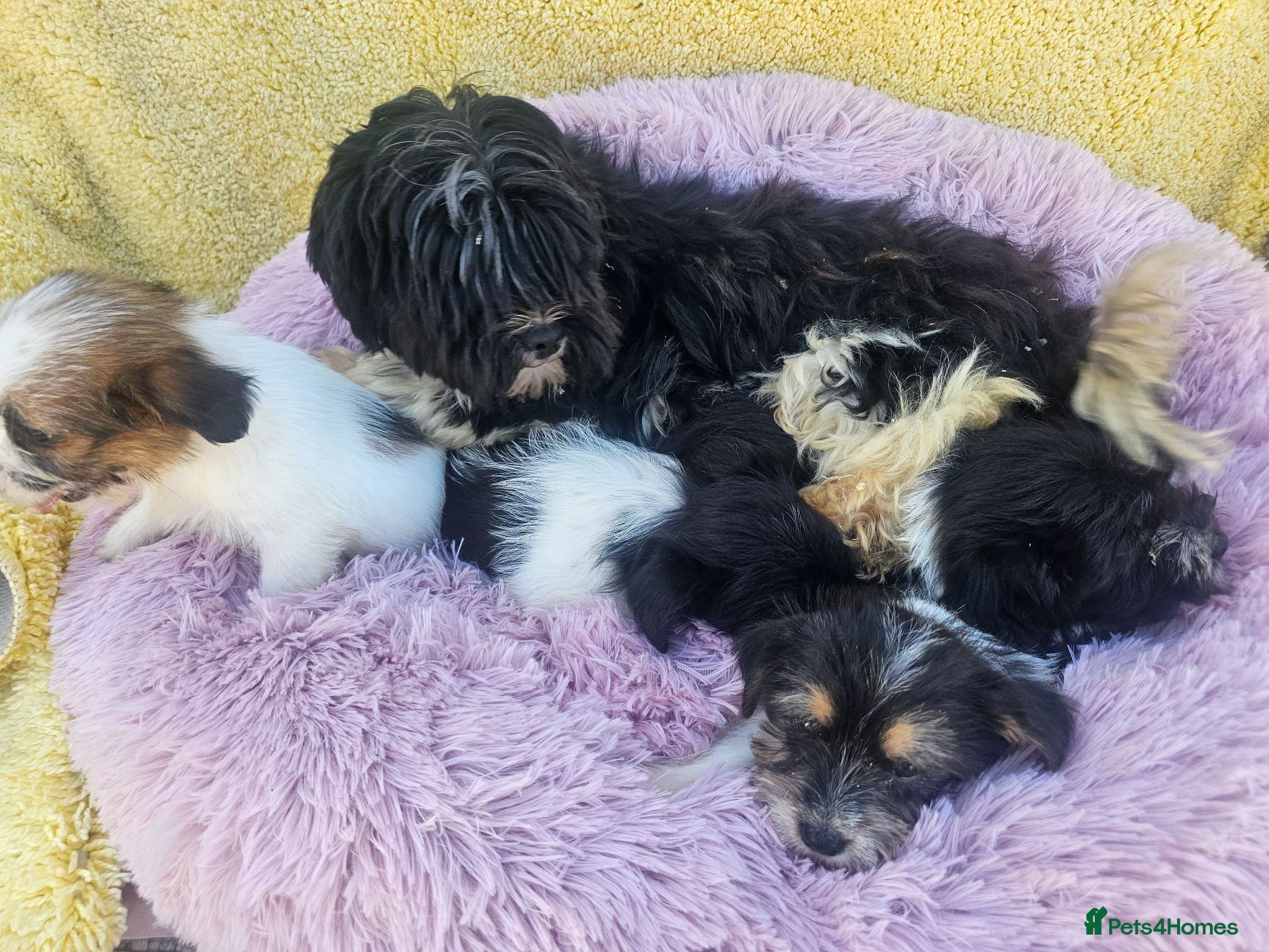 Mixed Breed dogs Jack-shih puppies - Advert 2