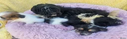 Mixed Breed dogs for sale: Jack-shih puppies - Advert 2