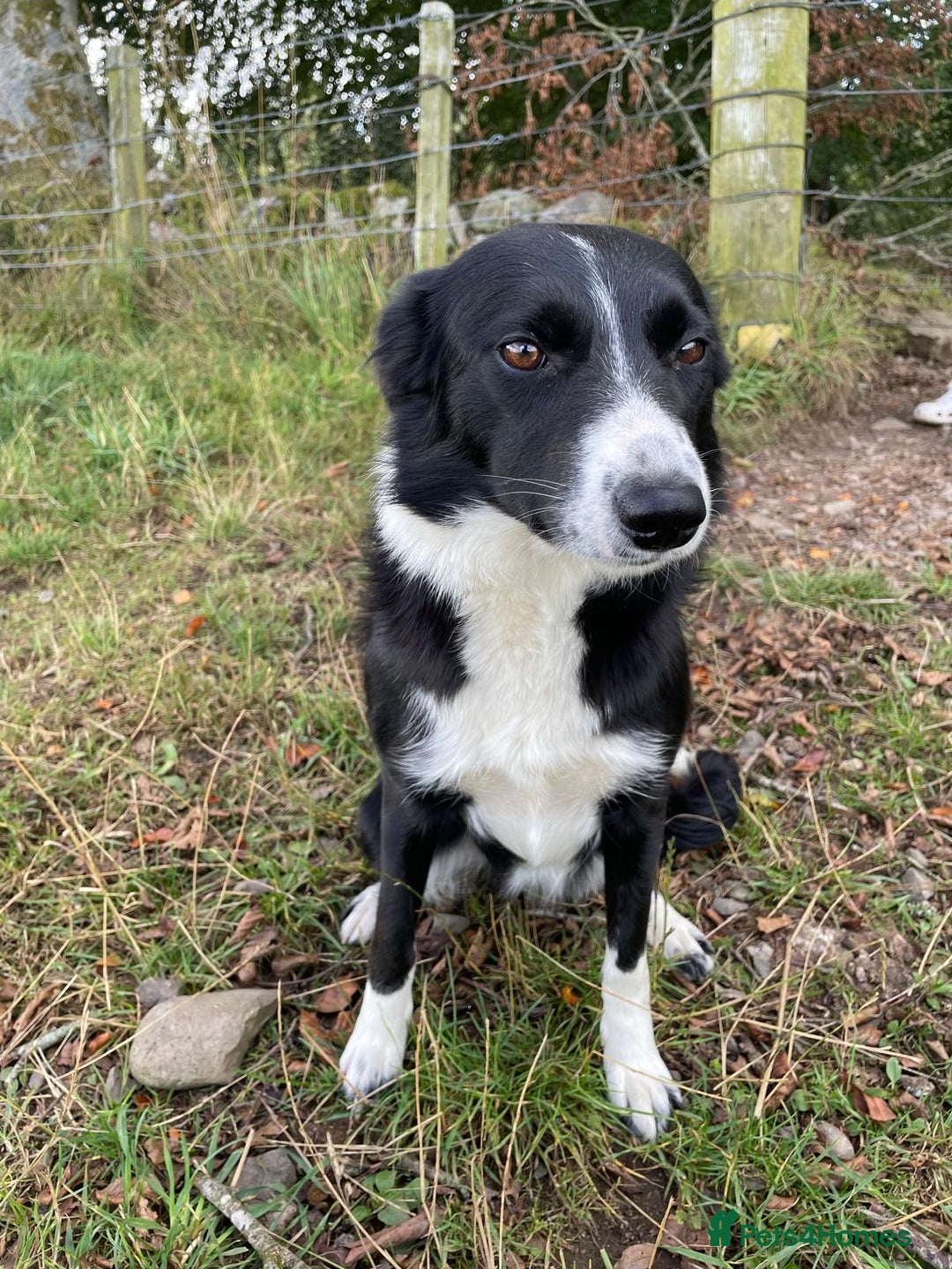 Border Collie dogs for sale: 🐾 Loving Home Wanted for Dot – 2-Year-Old Collie  - Image 2
