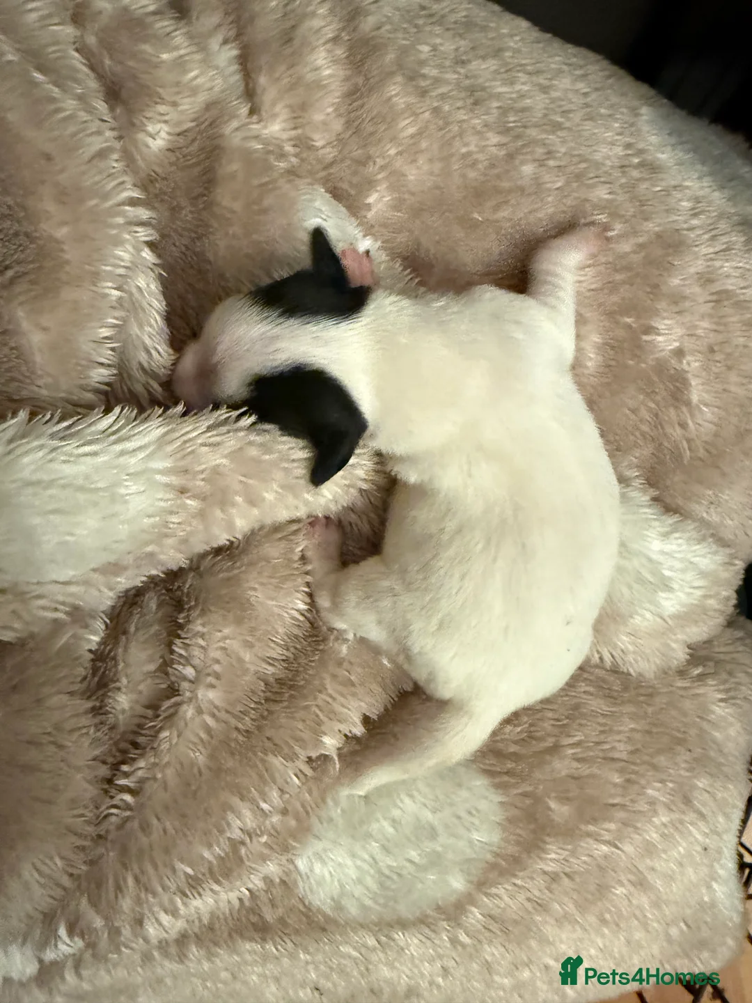 Jack Russell dogs for sale: Jack Russell Pups - Advert 4