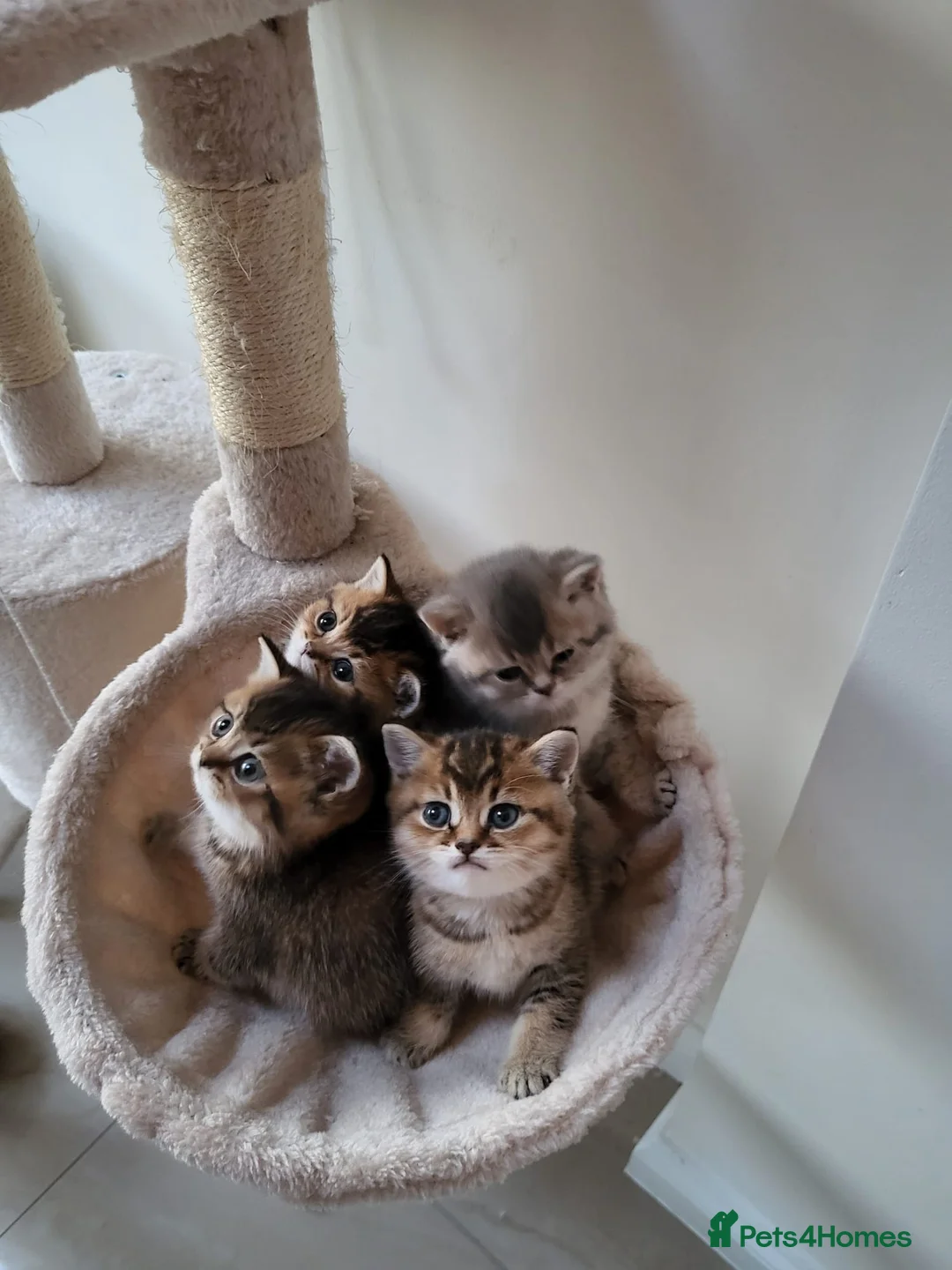 British Shorthair cats for sale:          BRITISH SHORTHAIR - Advert 14