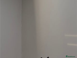 Domestic Shorthair cats Two 1 year old cats in need of rehoming. - Advert 1