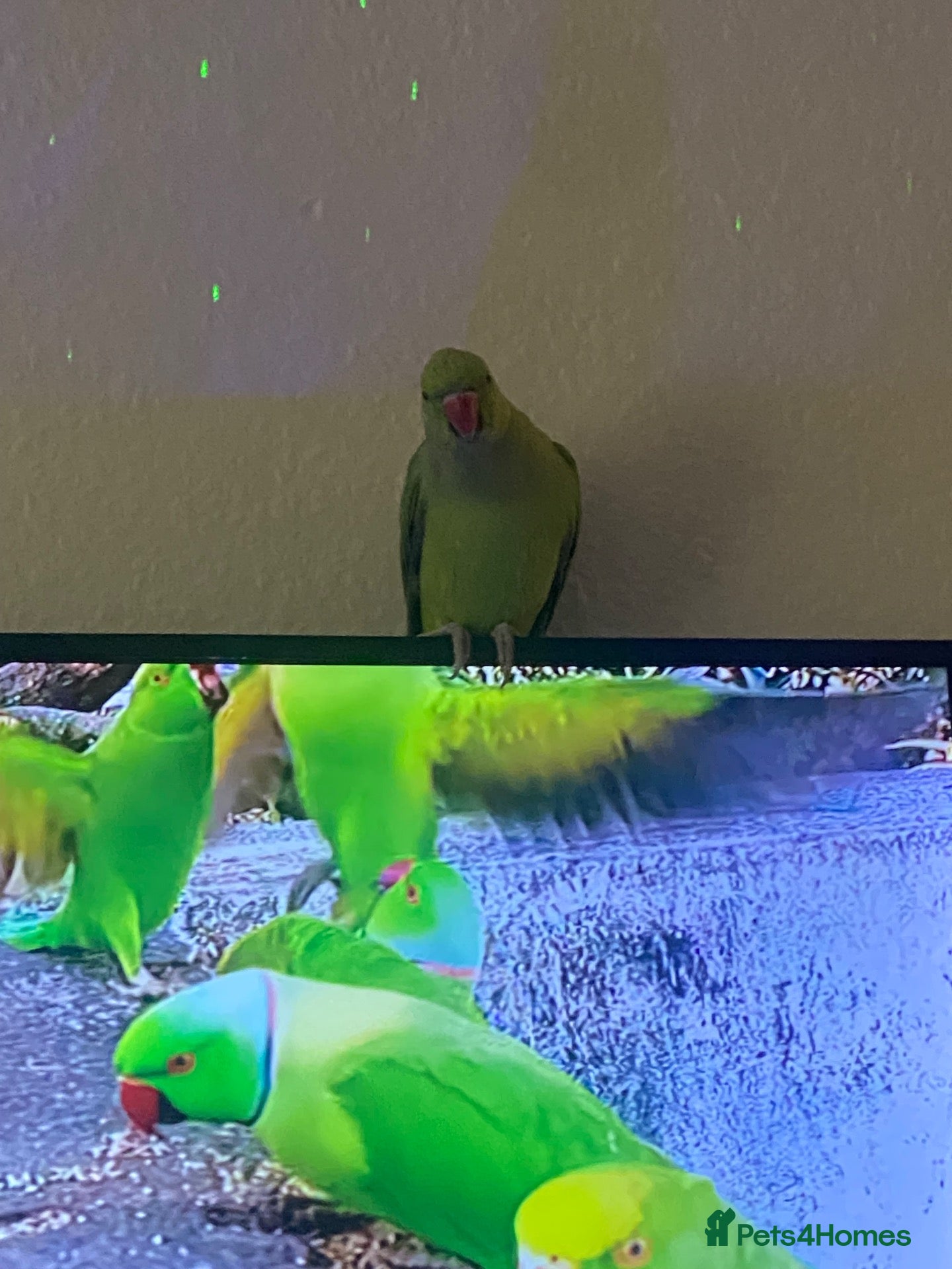 Ringnecks birds Female Indian ring neck parrot  - Advert 4
