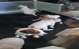 Mixed Breed dogs for sale: Beautiful puppies  - Image 15